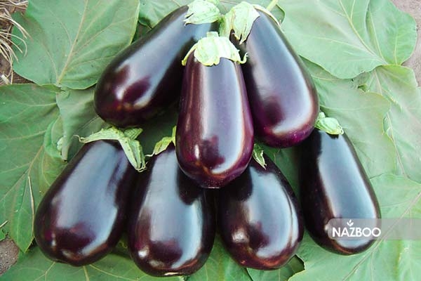 بادمجان مشکی دلمه ای