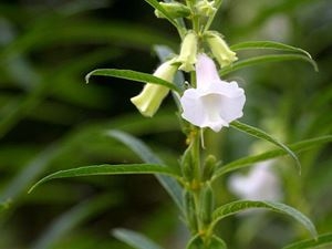 کنجد ناشکوفا