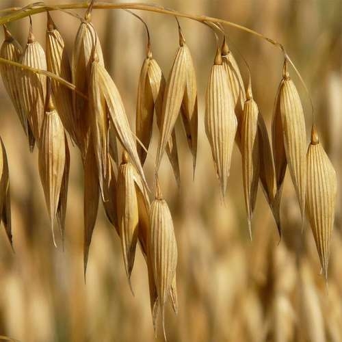 جودوسر(یولاف)