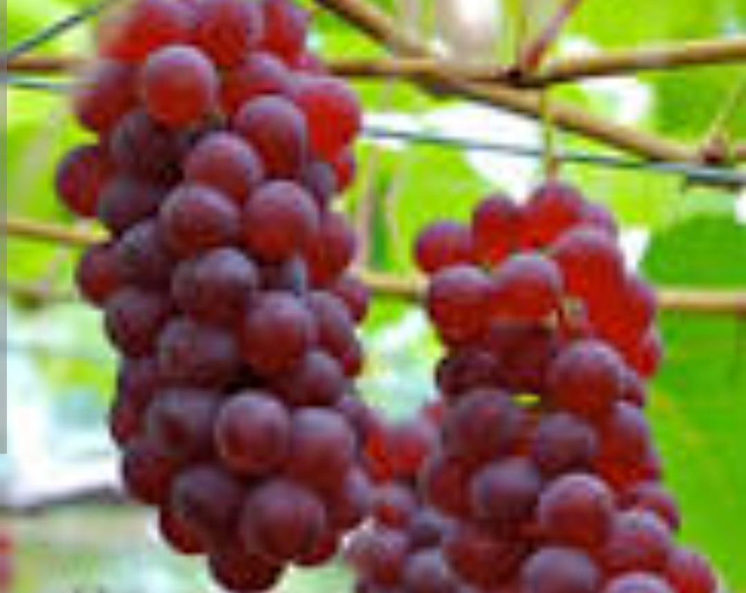 انگور یاقوتی