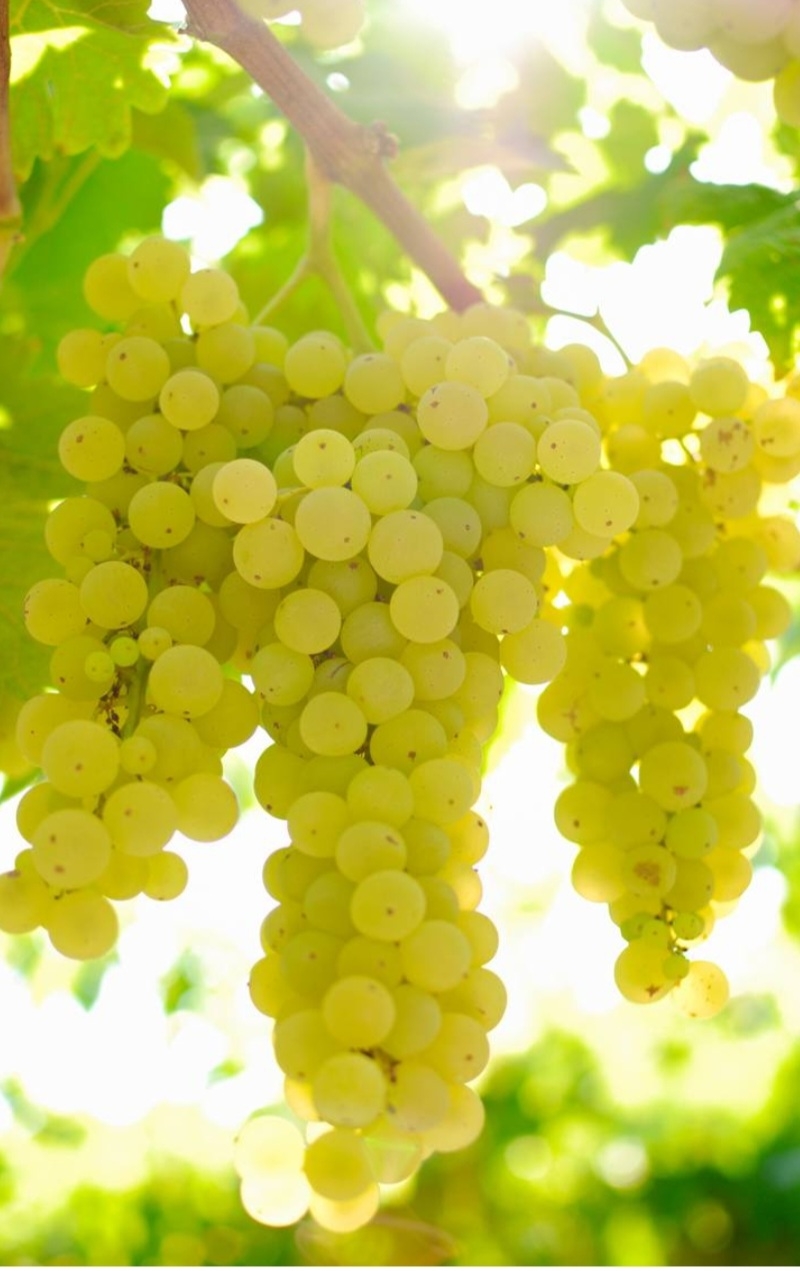 انگور بیدانه‌ سفید