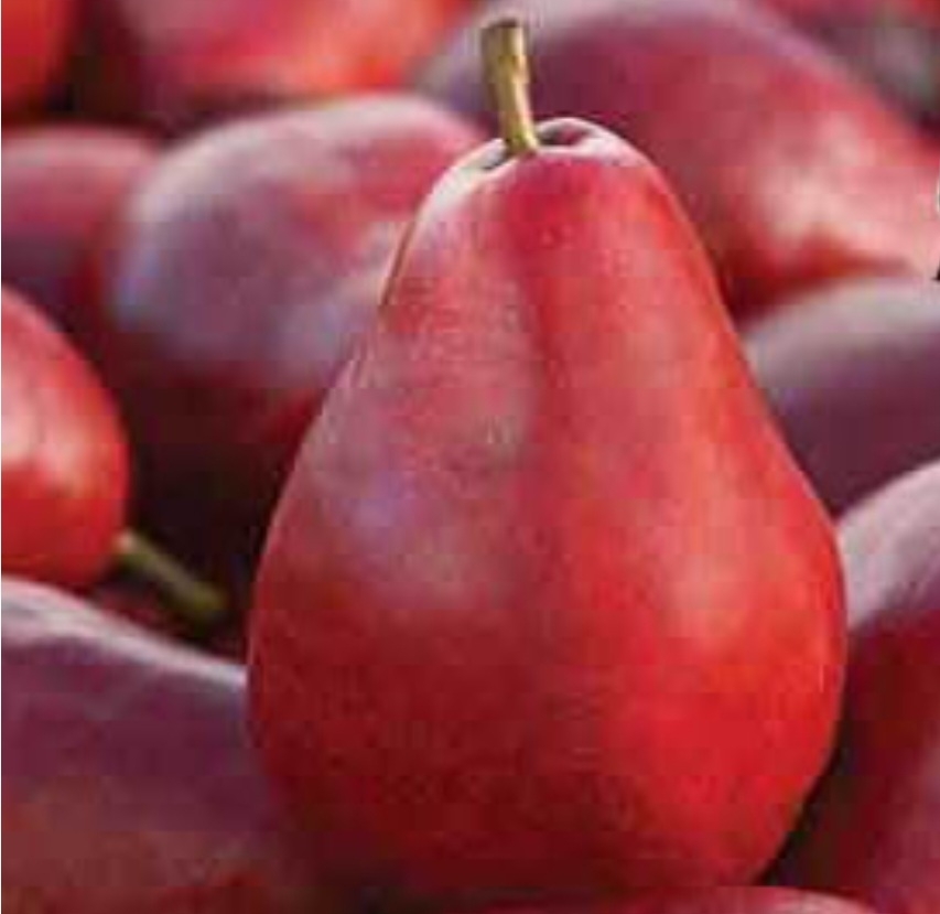 گلابی انجو قرمز