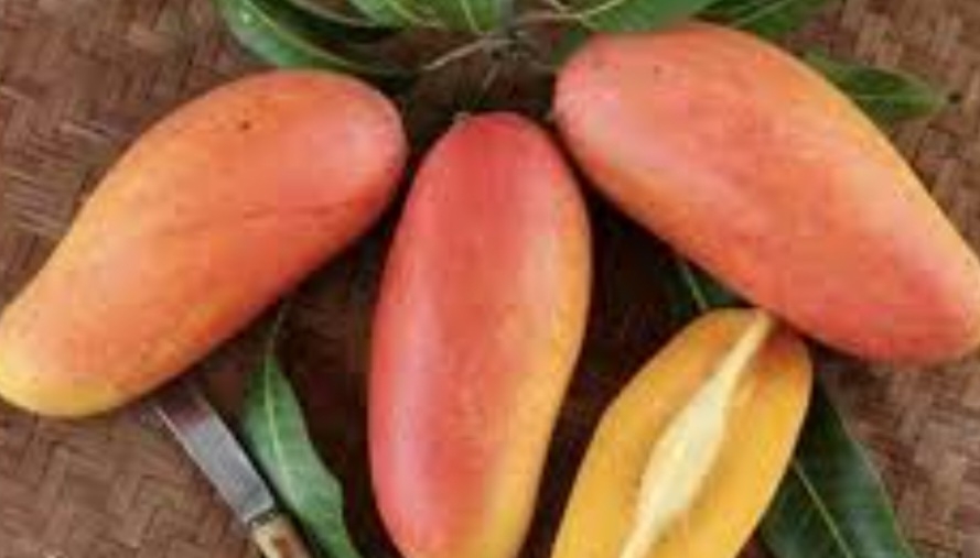 خرمالو موزی