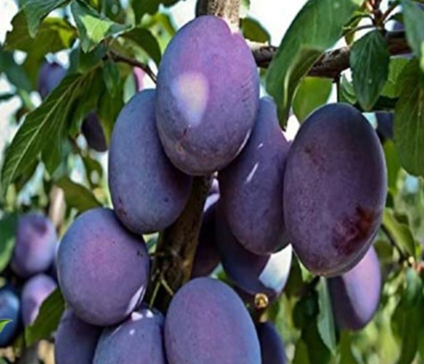 الو بخارا قرمز