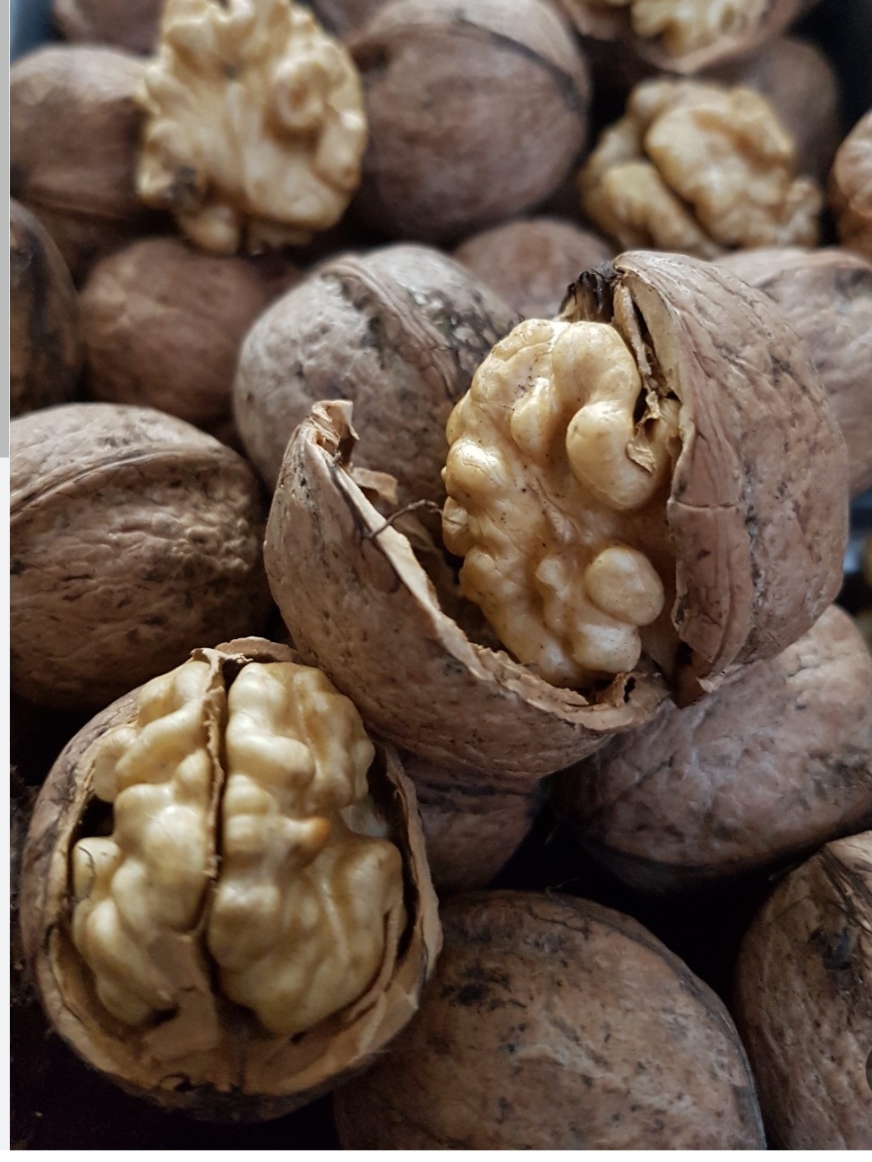 گردو پوست کاغذی