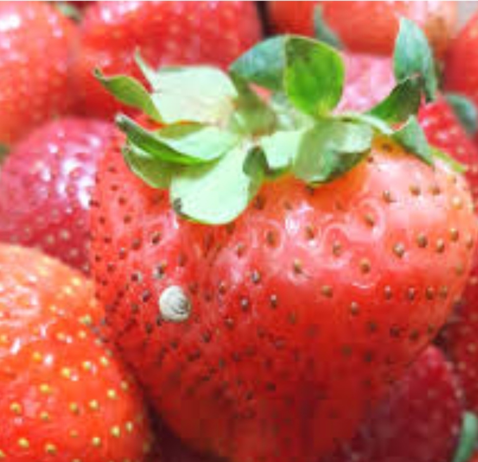 توت فرنگی اتابکی