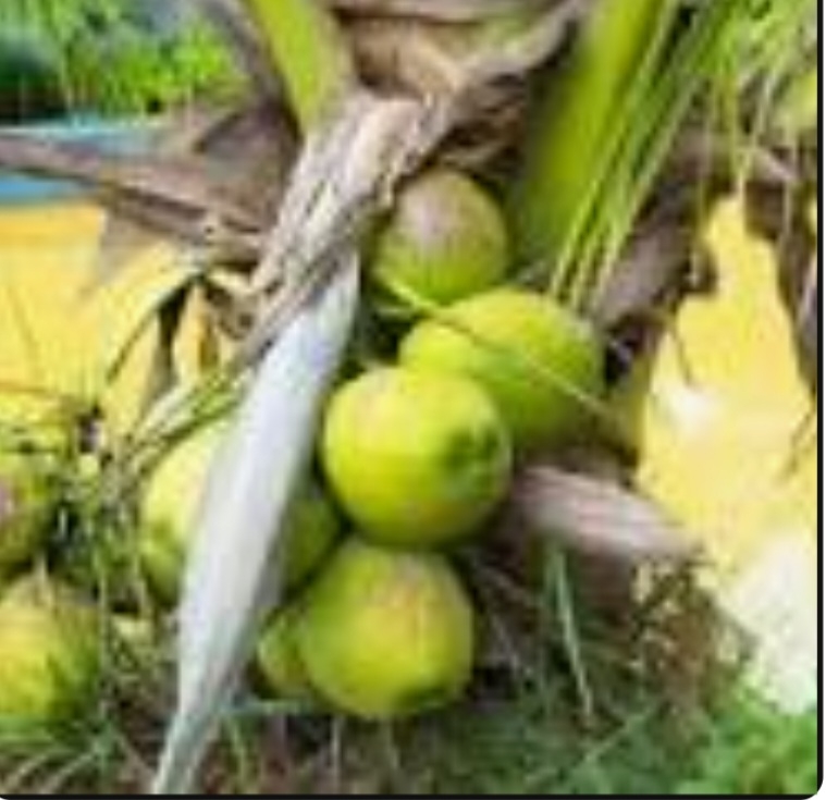 نارگیل کوتوله فیجی