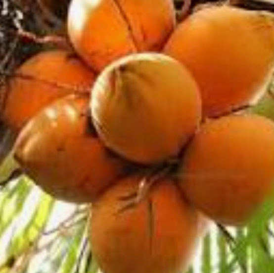 نارگیل نارنجی کوتوله