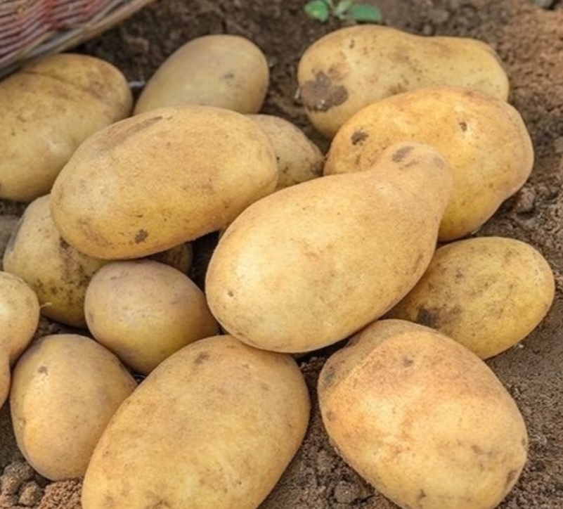 سیب‌ زمینی جلی