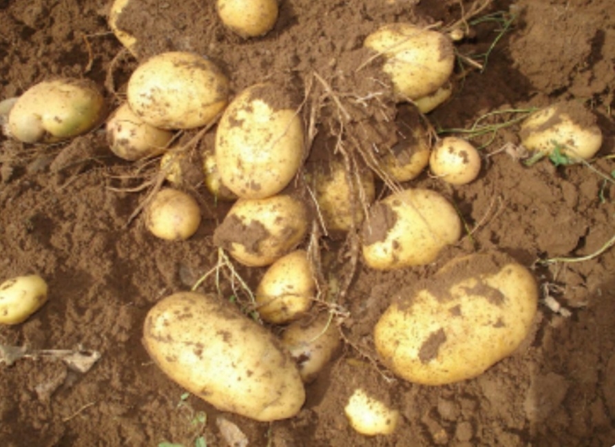 سیب زمینی خاوران