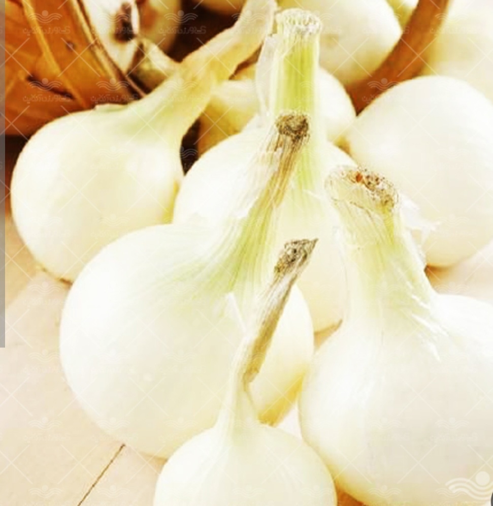 پیاز سفید افرویگر