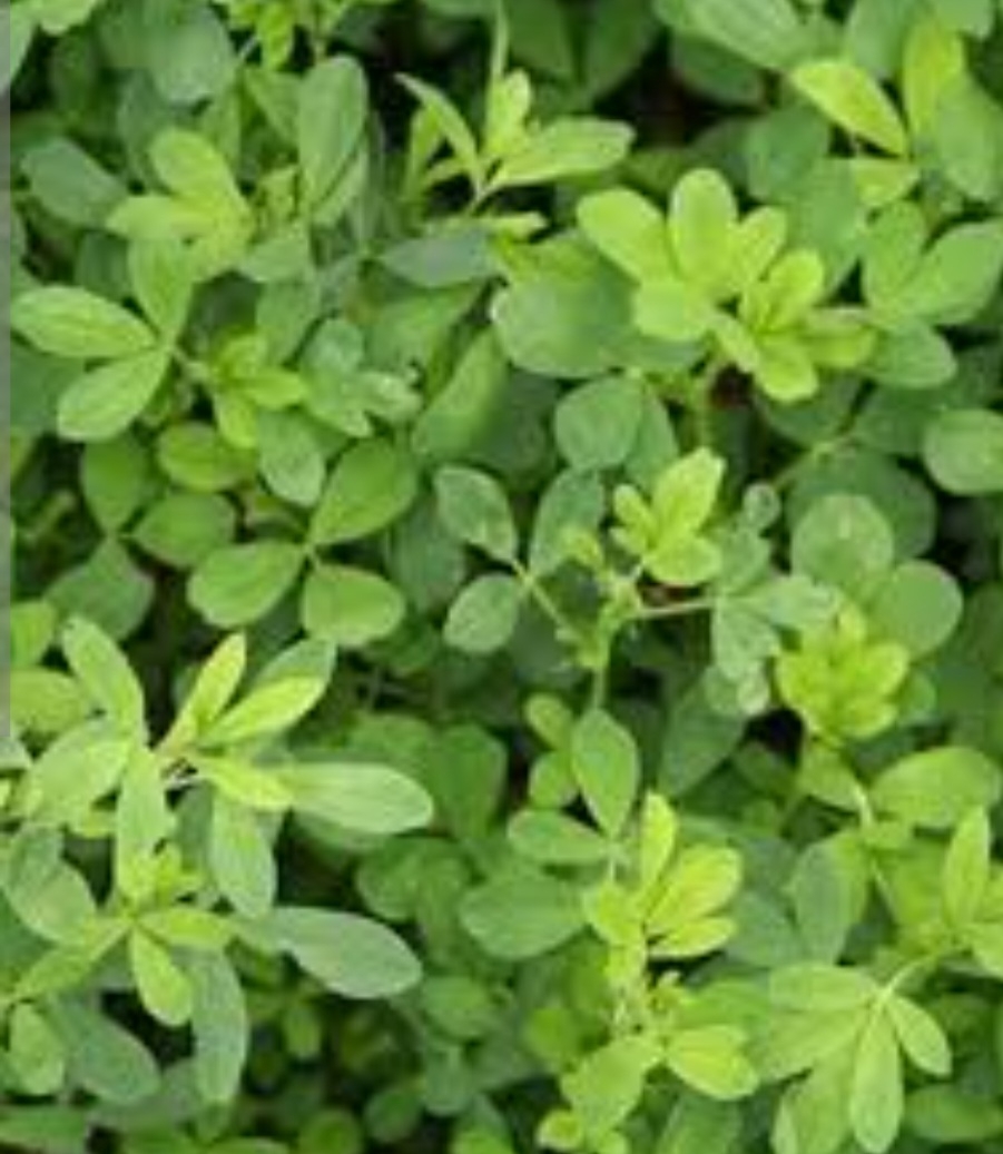 یونجه بغدادی