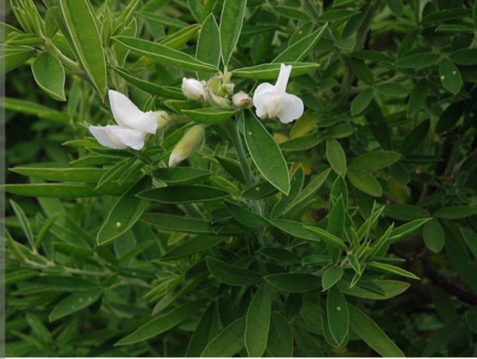 یونجه درختی