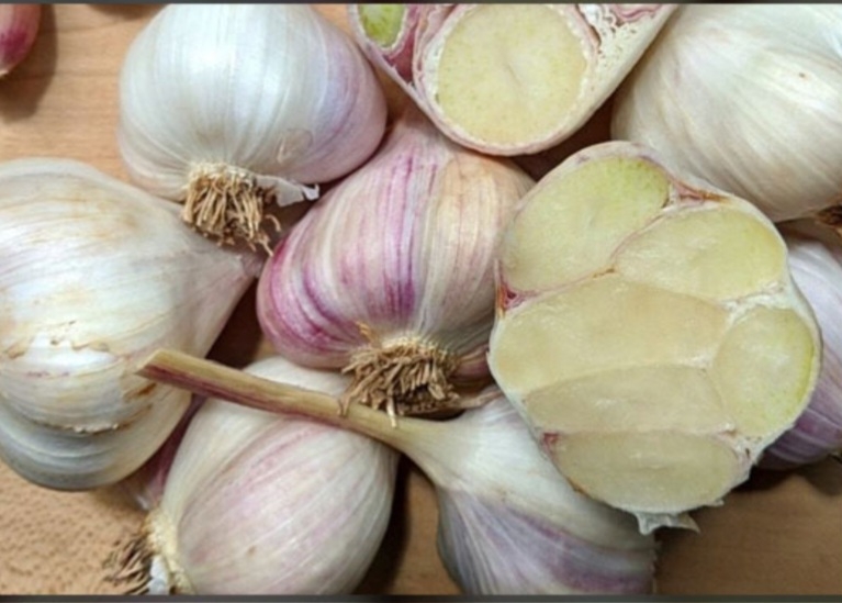 سیر کنگر فرنگی