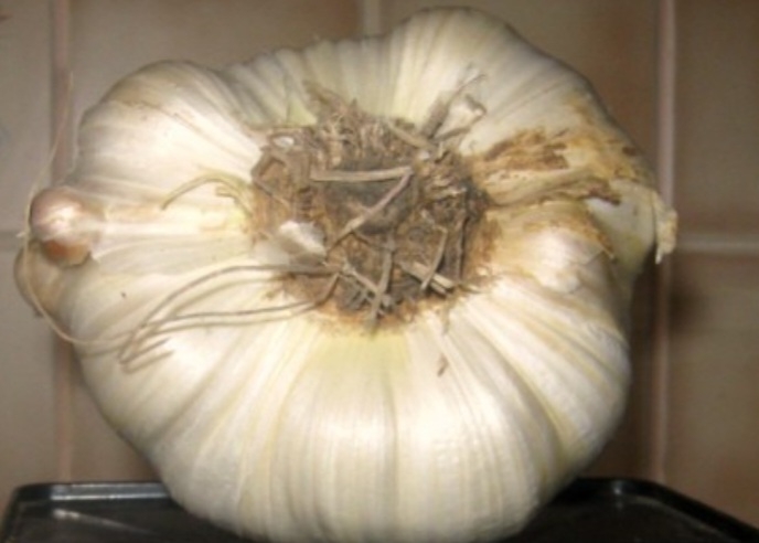 سیر روکامبول