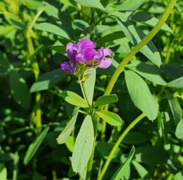 یونجه پاسیفیک استار