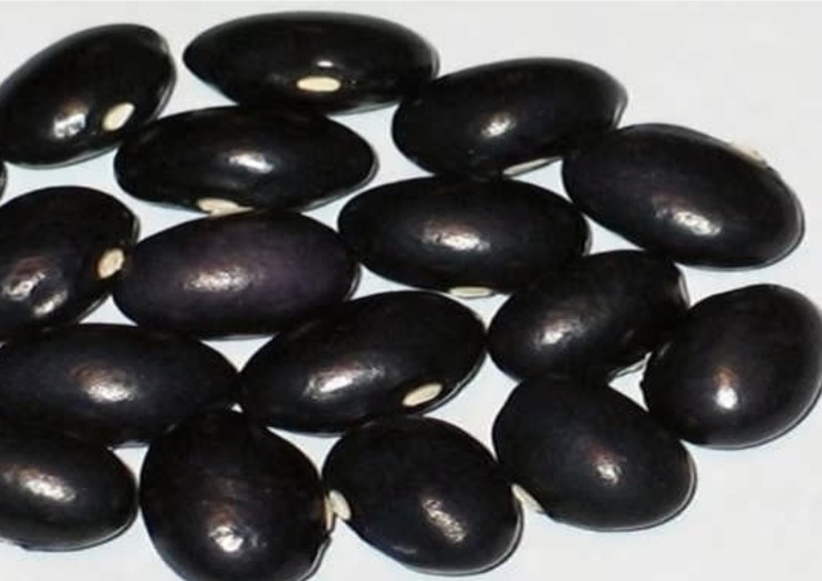 لوبیا اسب سیاه