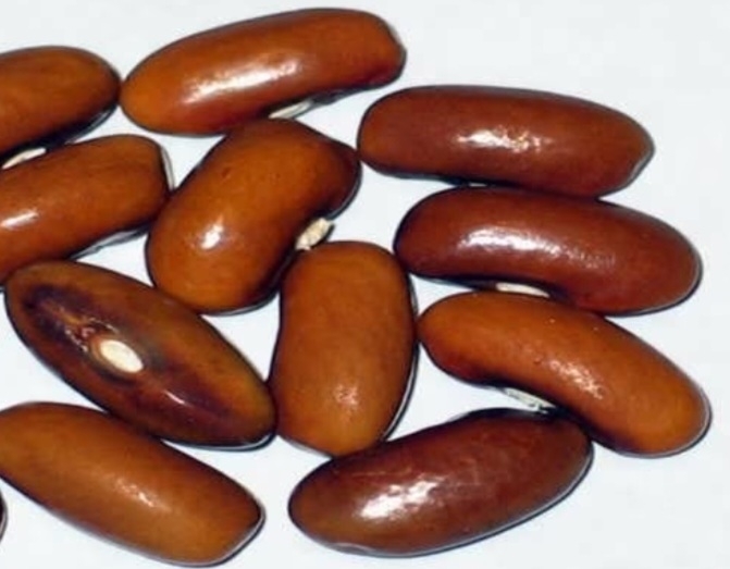 لوبیا کله قهوه ای