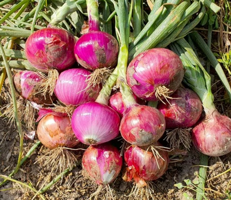 پیاز قرمز رد روبین