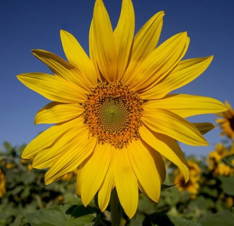 آفتابگردان مهر