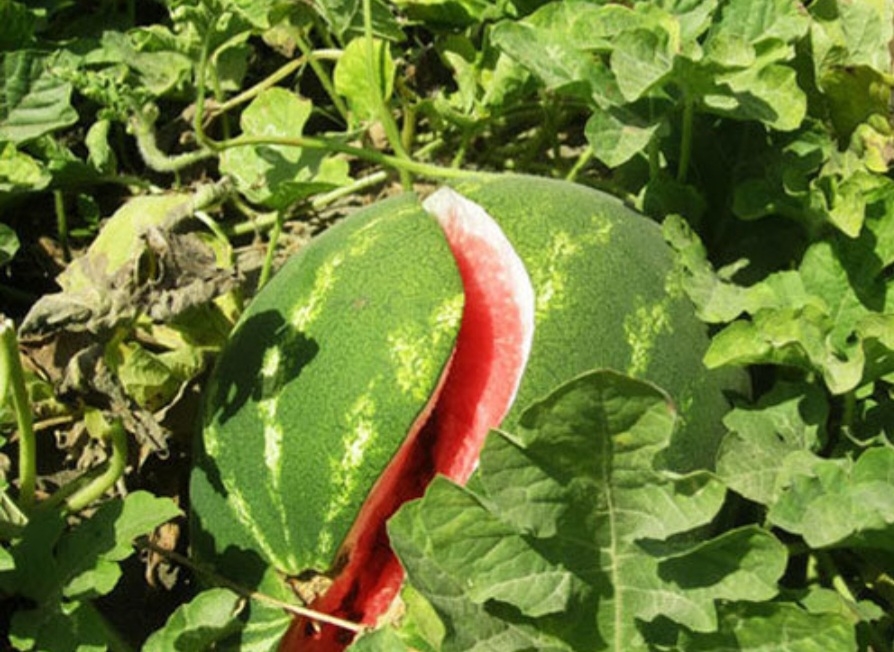 هندوانه شریف ابادی