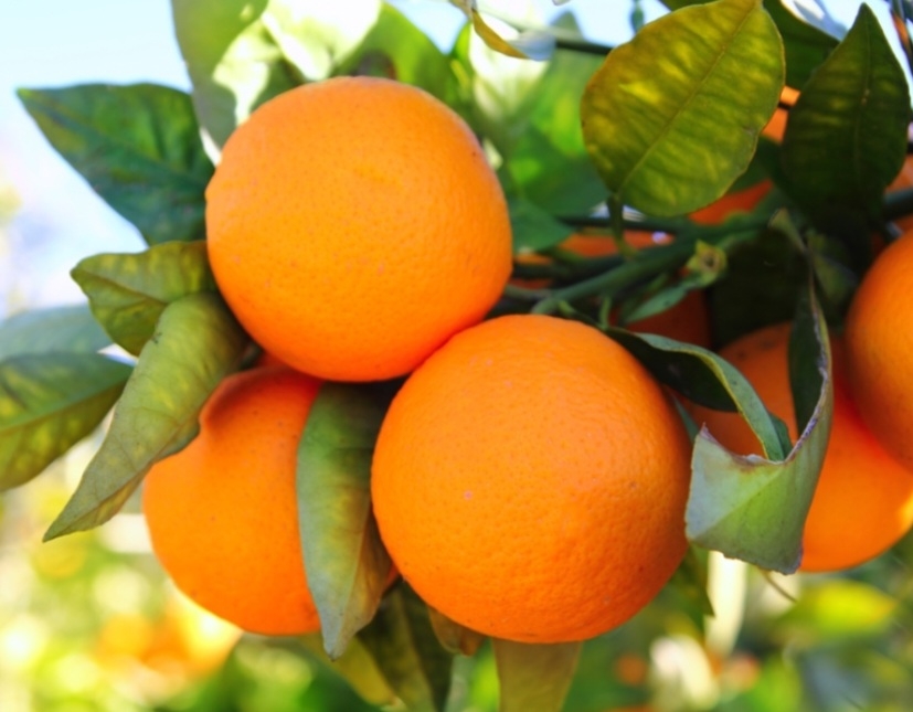 پرتقال سالوستیانا