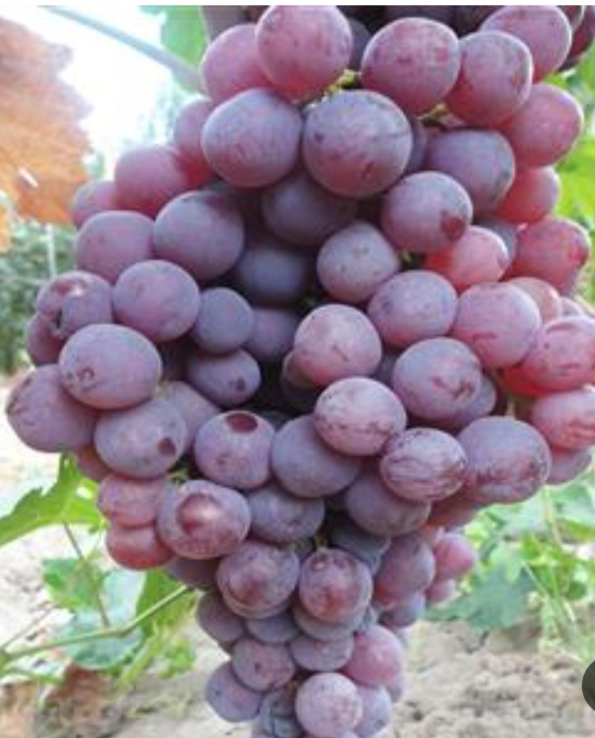 انگور لعل قرمز