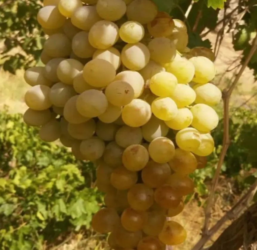 انگور لعل سفید