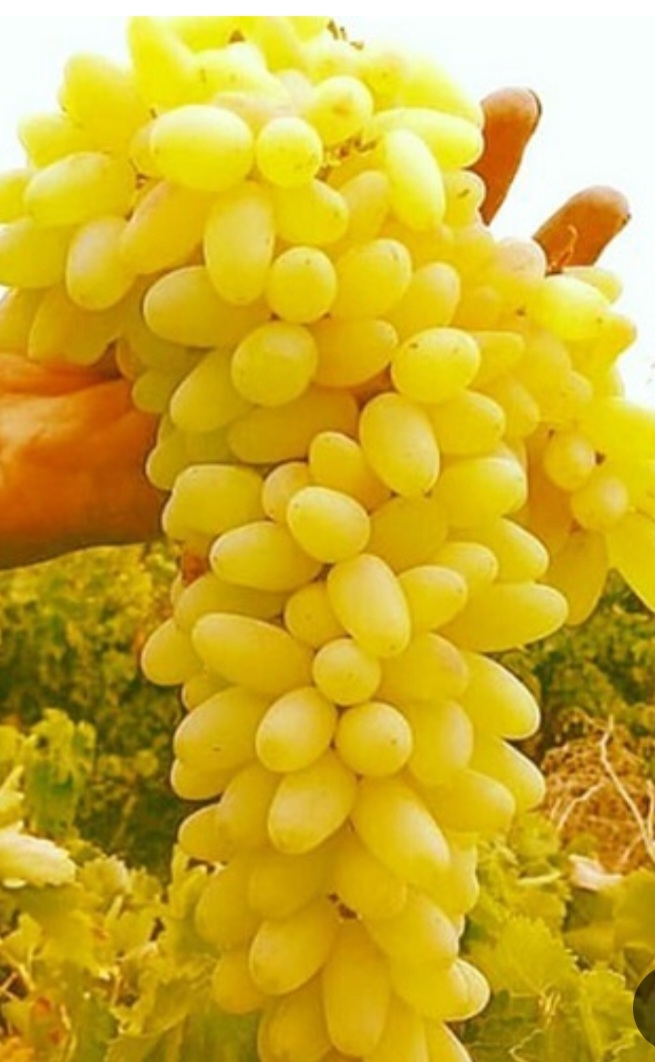 انگور ریش بابا