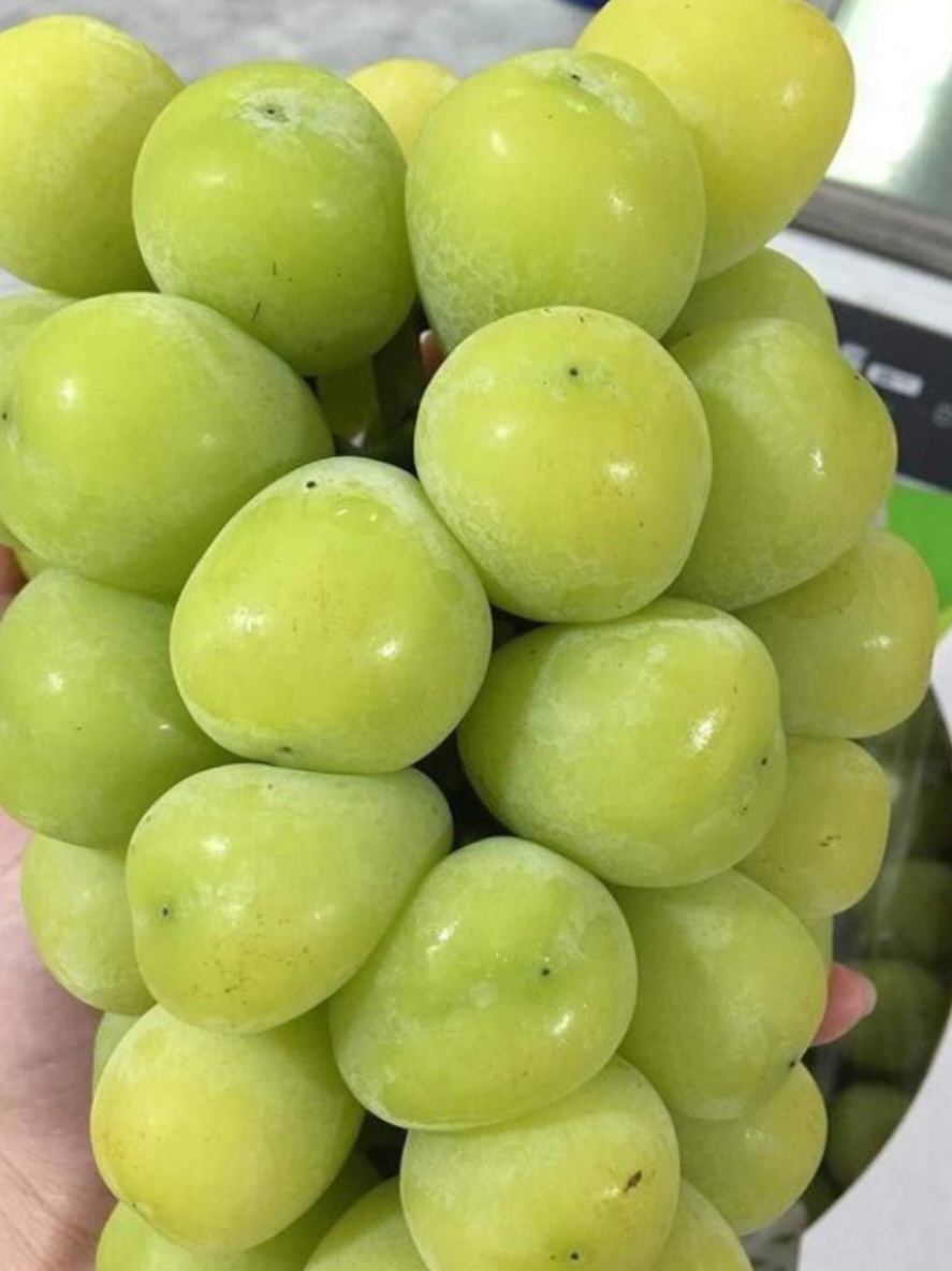 انگور موسکات