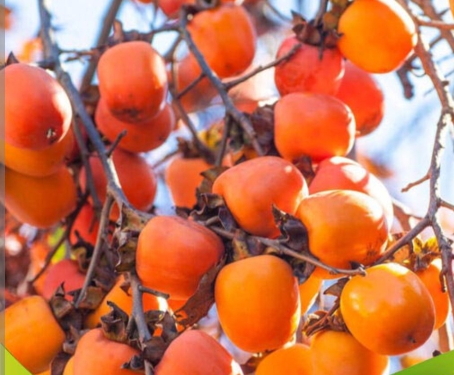 خرمالو تریومف