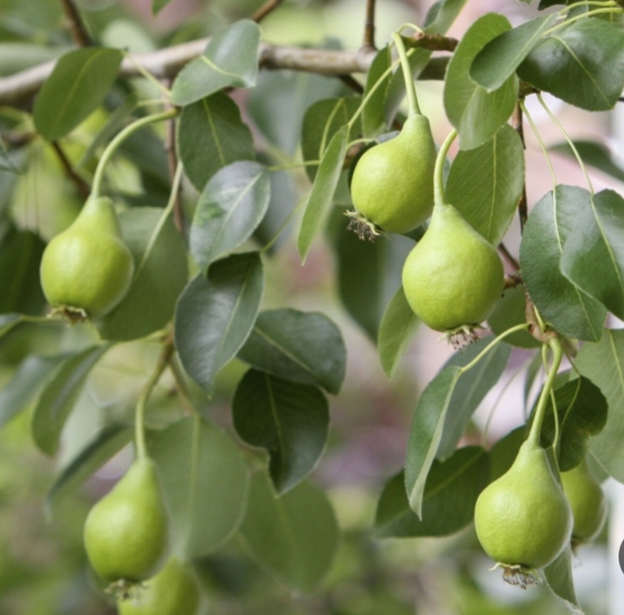 گلابی جنگلی