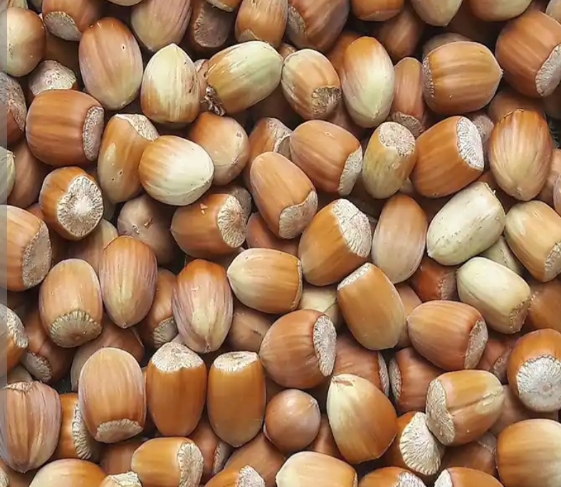 فندق انیس ترکیه