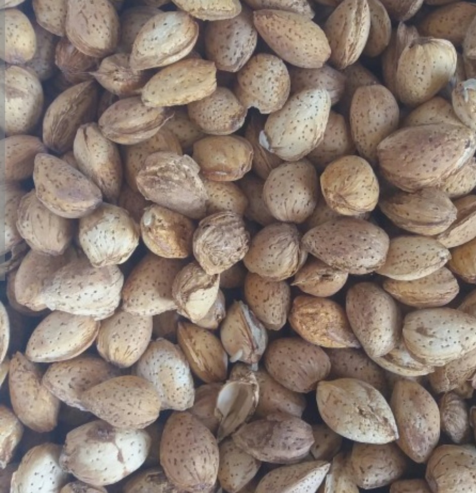 بادام پسته ای