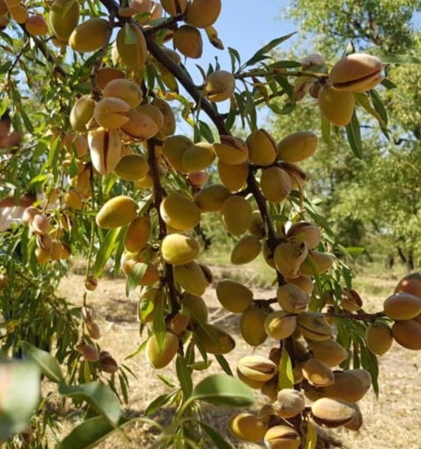 بادام فرانیس