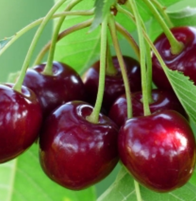 گیلاس سیلویا