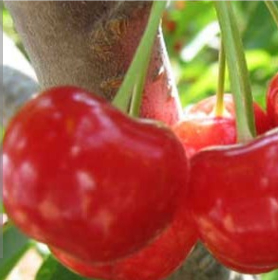 گیلاس پروتیوا