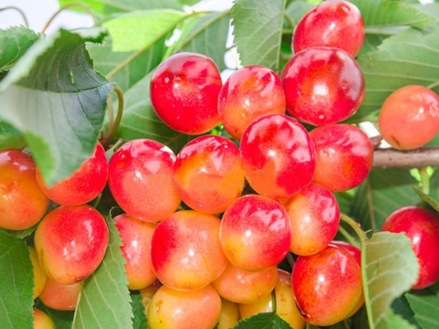 گیلاس صورتی لواسان