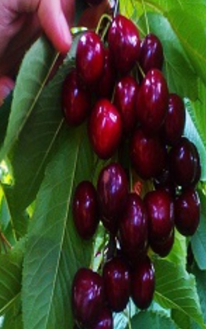 گیلاس استار