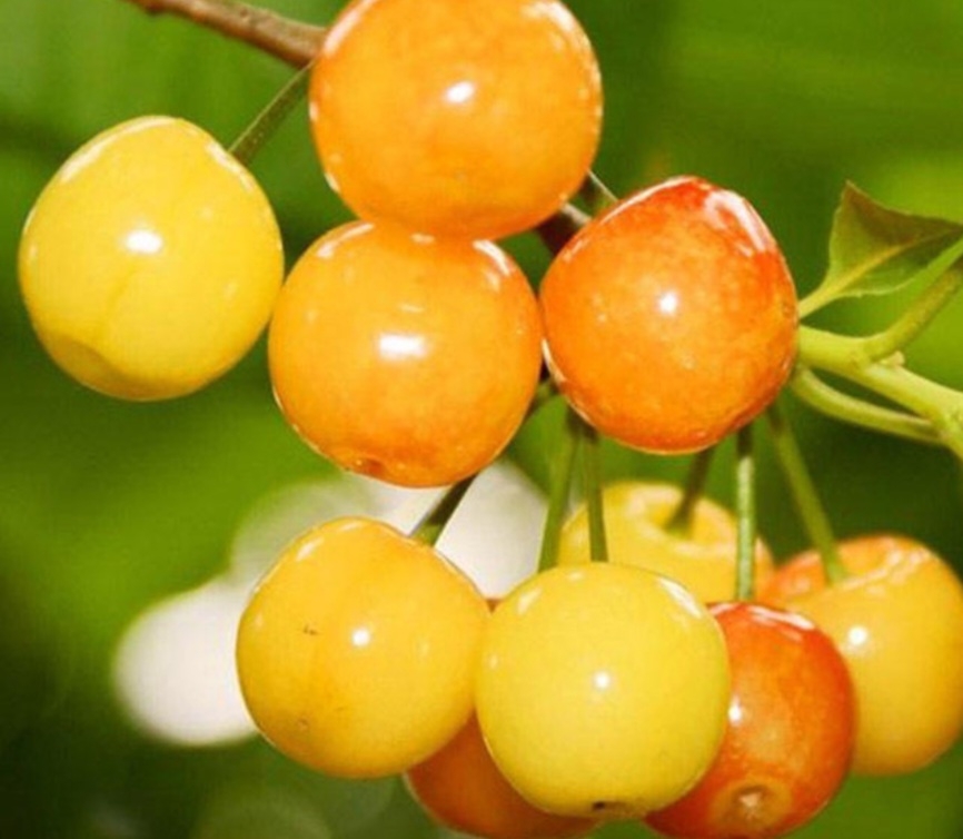 گیلاس شیشه ای