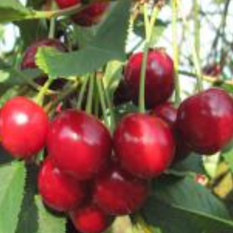 البالو متنور