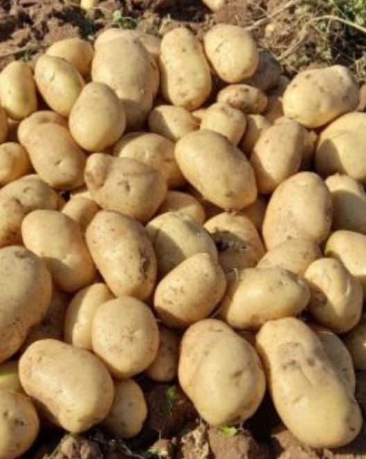 سیب زمینی مارفونا