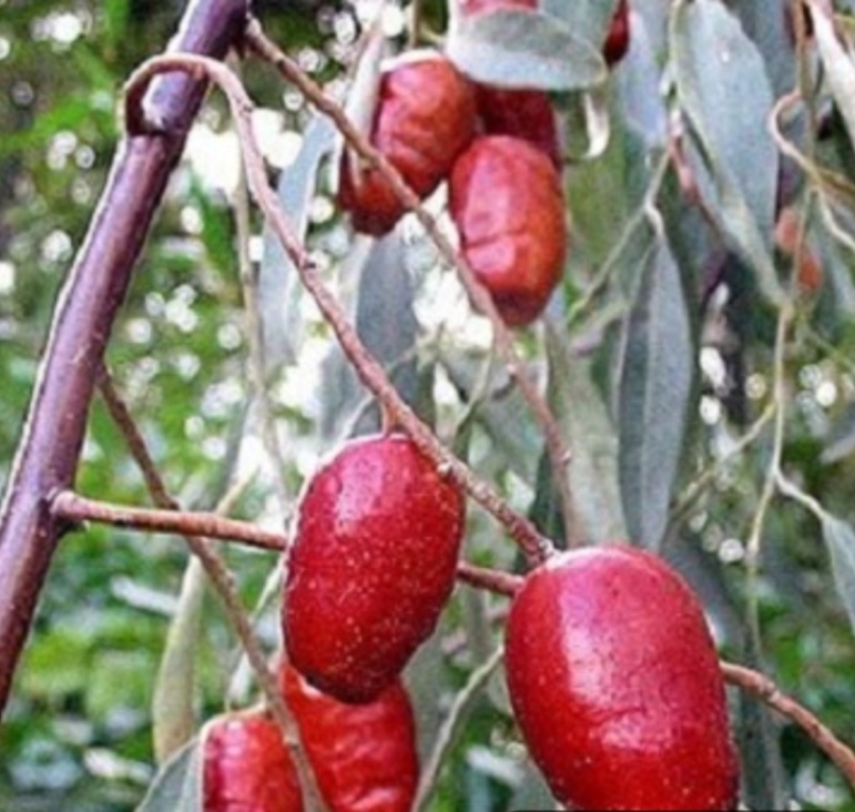 سنجد خرمایی