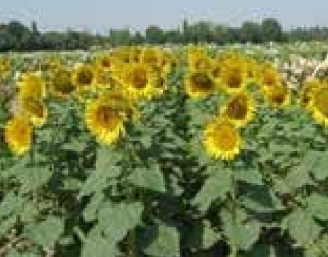 آفتابگردان قاسم