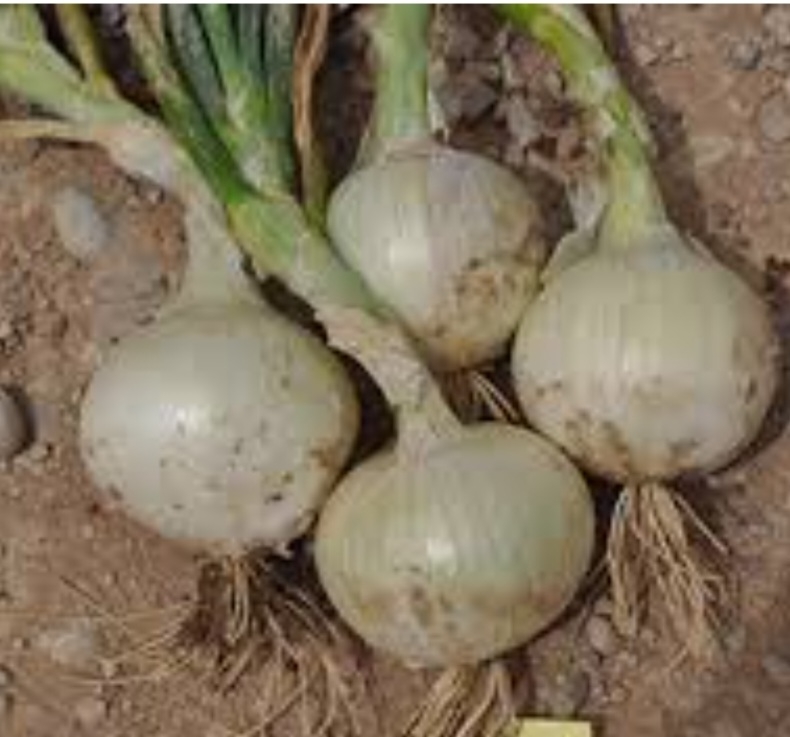 پیاز سفید مینروا