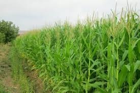 ذرت علوفه ای